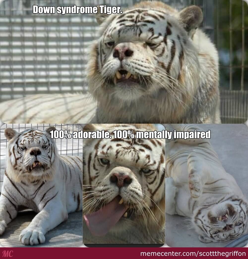 Down Syndrome Tiger Funny Meme Picture