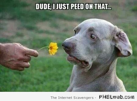 Dude I Just Peed On That Funny Flower Meme Picture