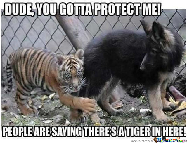 Dude You Gotta Protect Me Funny Tiger Meme Image