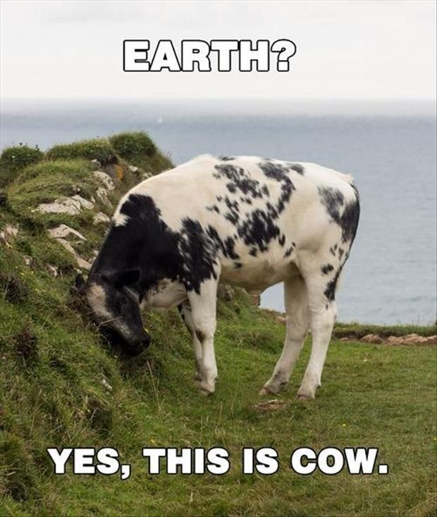 Earth Yes This Is Cow Funny Meme Picture