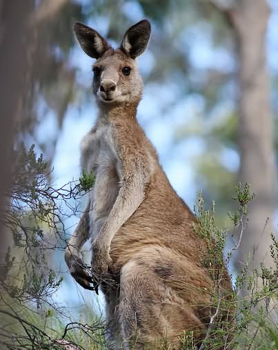 Eastern Grey Kangaroo Funny Face Picture