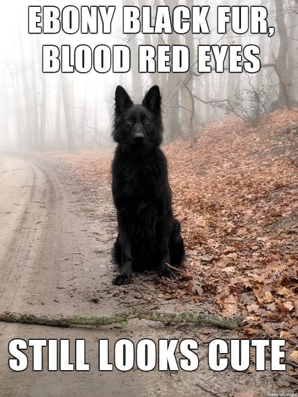 Ebony Black Fur Blood Red Eyes Funny Wolf Meme Picture