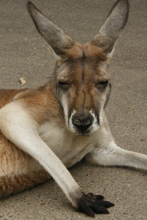 Eyes Closed Kangaroo Funny Face Picture