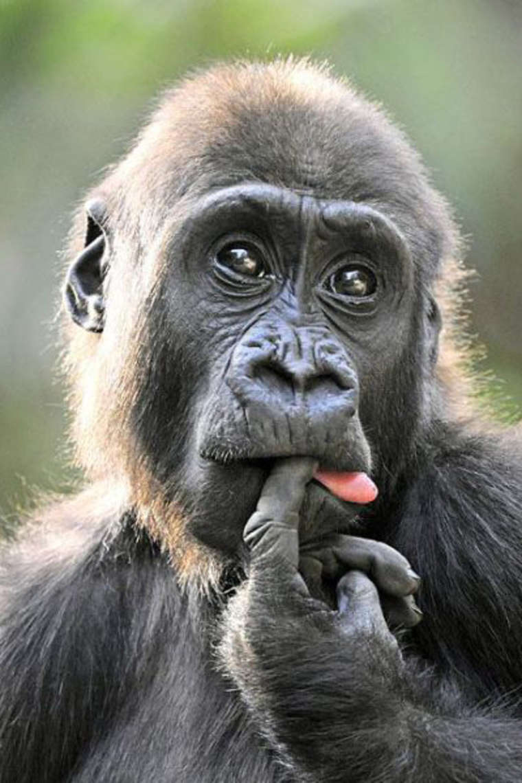 Finger In Mouth Funny Monkey Face Image