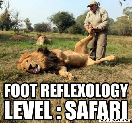 50 Very Funny Lion Meme Pictures And Images
