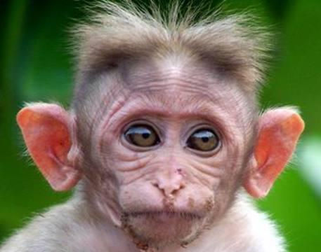 Funny Baby Monkey With Unhappy Face