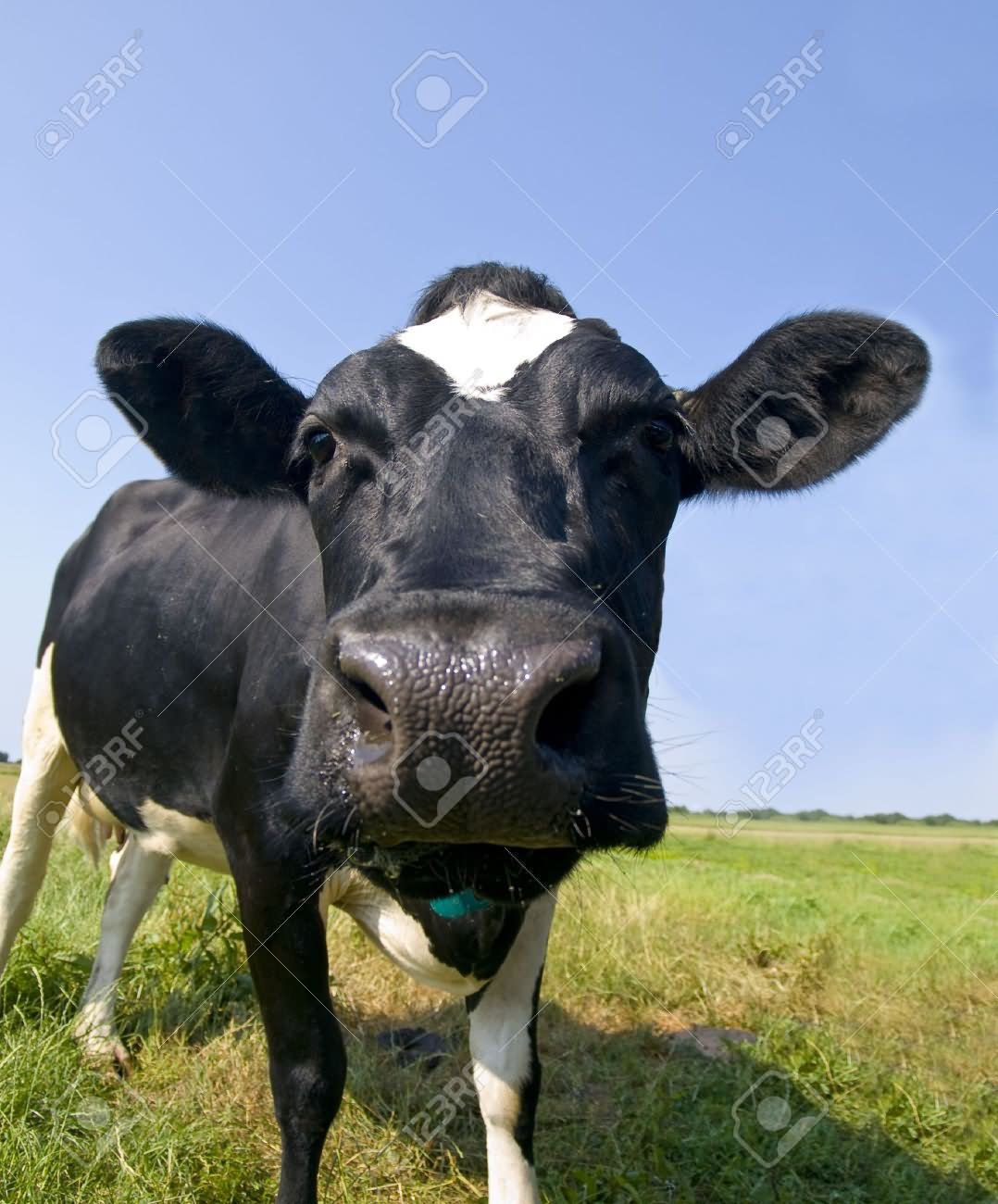 Funny Closeup Cow Face Picture