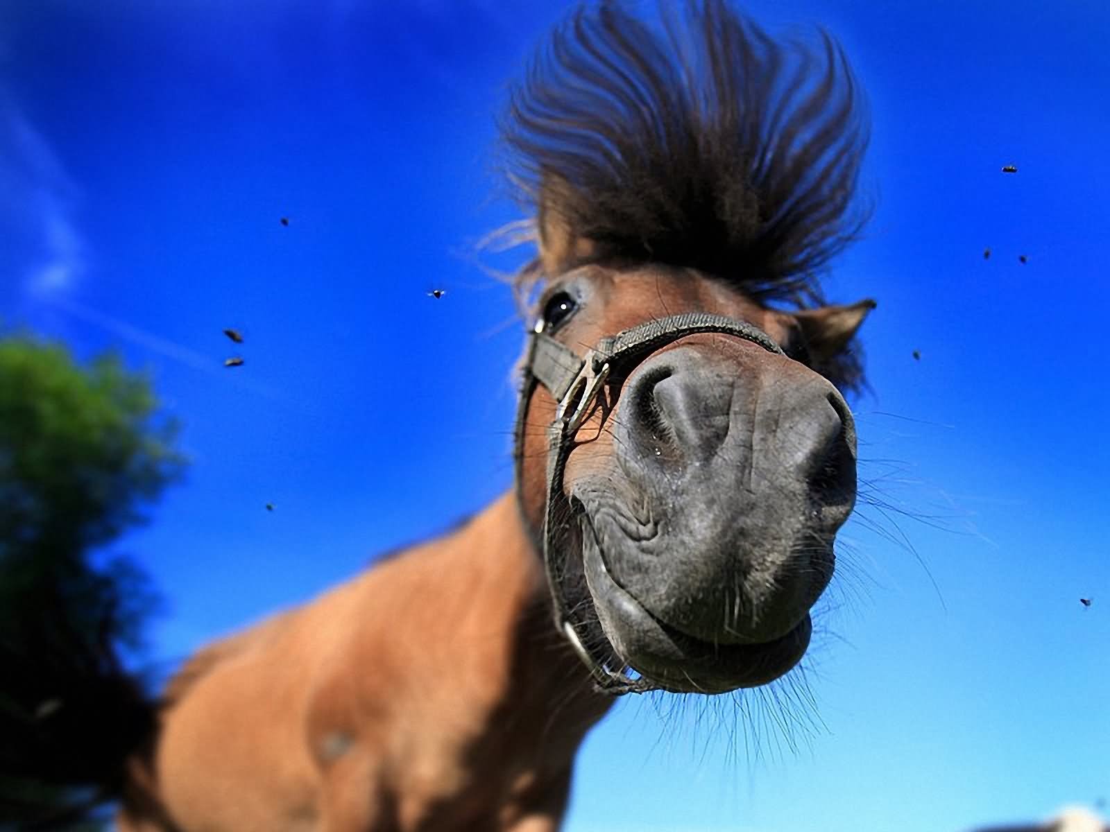 Funny Closeup Horse Face Wallpaper