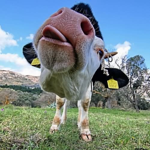 Funny Cow Closeup Face Photo