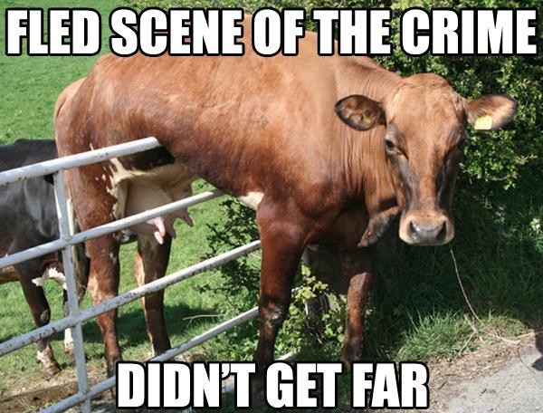 Funny Cow Meme Fled Scene Of The Crime Didn't Get Far