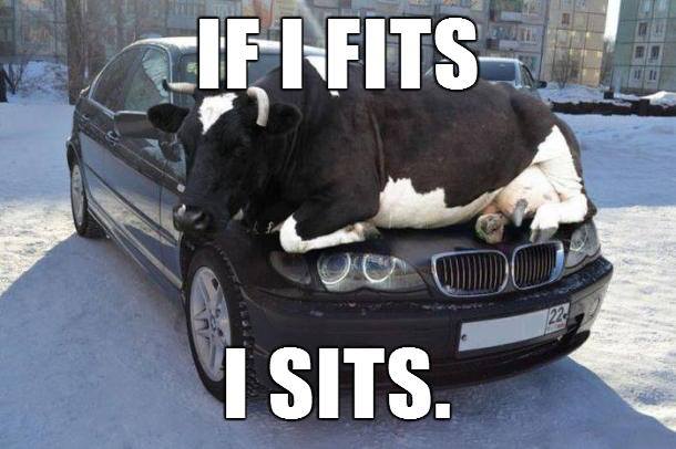 Funny Cow Meme If I Fits I Sits Picture