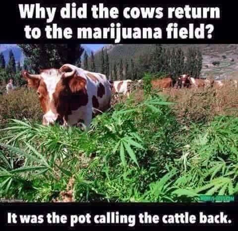 Funny Cow Meme It Was The Post Calling The Cattle Back Image