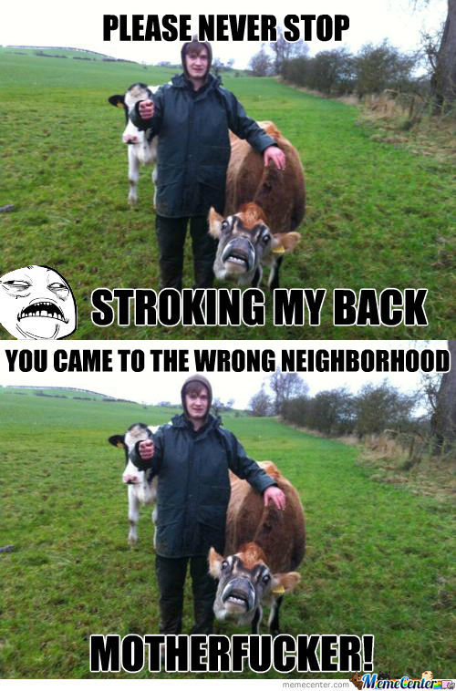 Funny Cow Meme Please Never Stop Stroking My Back Picture