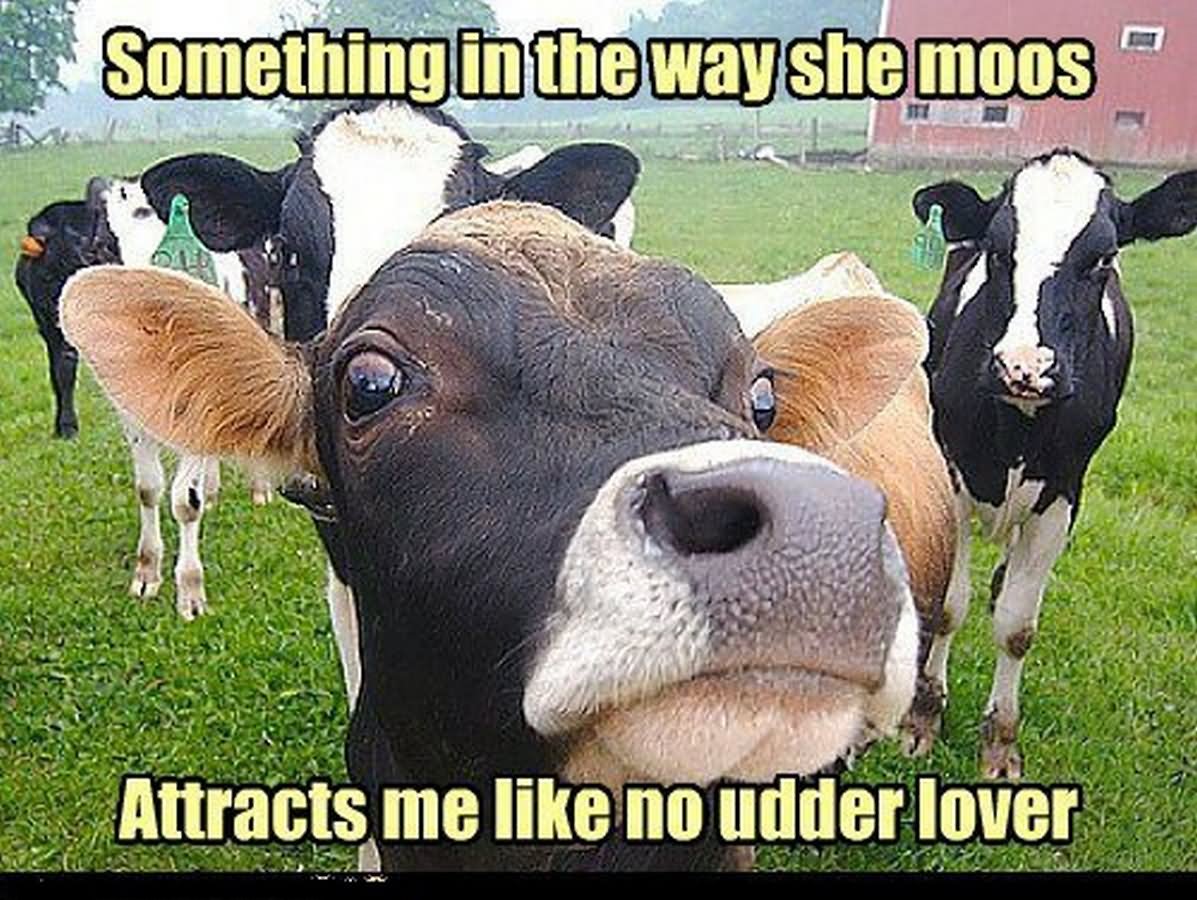 Funny Cow Meme Something In The Way She Moos