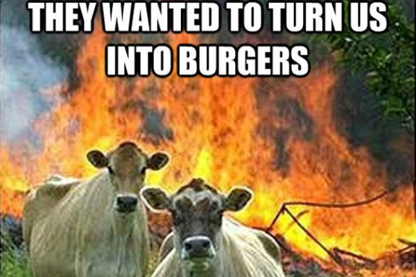 Funny Cow Meme They Wanted To Turn Us Into Burgers