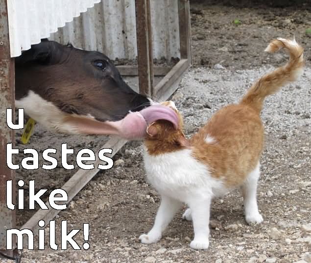 Funny Cow Meme U Tastes Like Milk