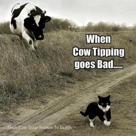 Funny Cow Meme When Cow Tipping Goes Bad