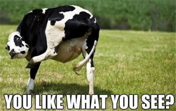 Funny Cow Meme You Like What You See