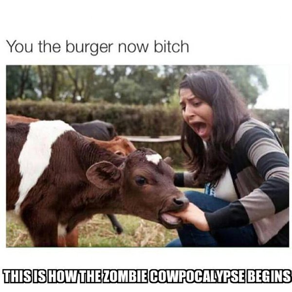 Funny Cow Meme You The Burger Now Bitch Photo For Whatsapp
