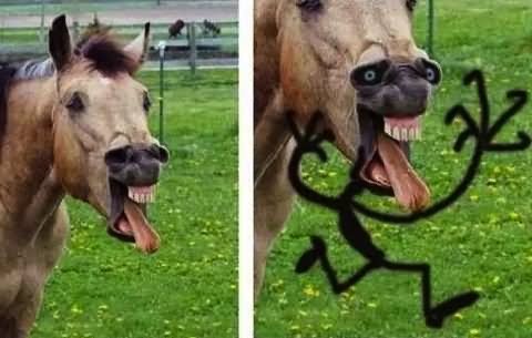 Funny Crazy Screaming Horse Face Image