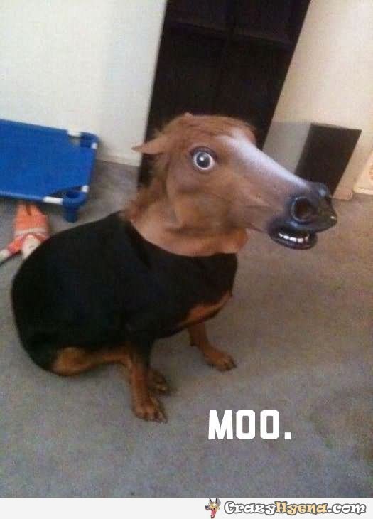 Funny Dog With Horse Mask Picture For Facebook