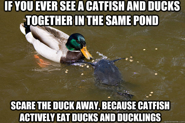 Funny Duck And Catfish Meme Picture