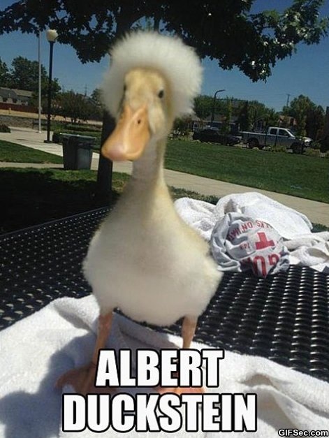 Funny Duck Meme Albert Duckstein Picture