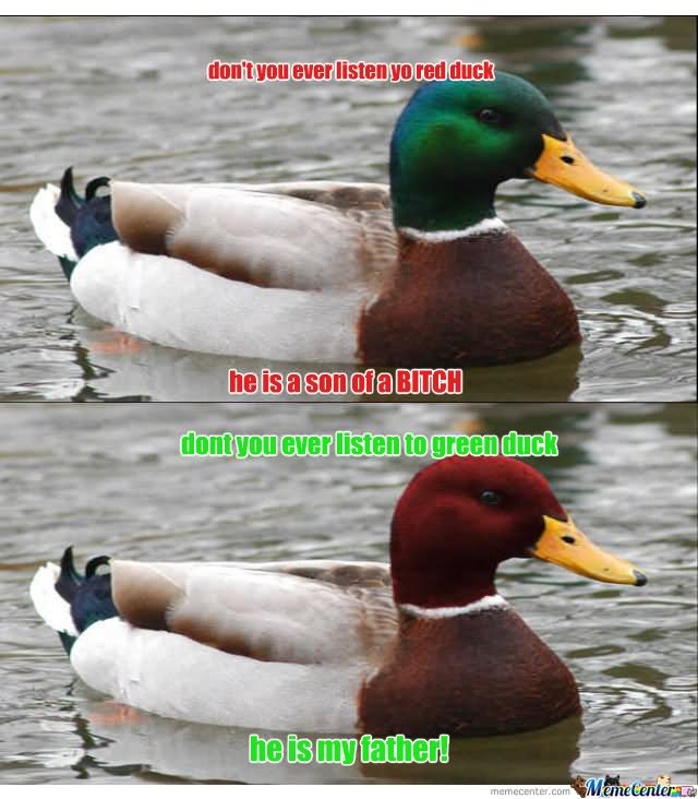 Funny Duck Meme Dont You Ever Listen To Green Duck He Is My Father
