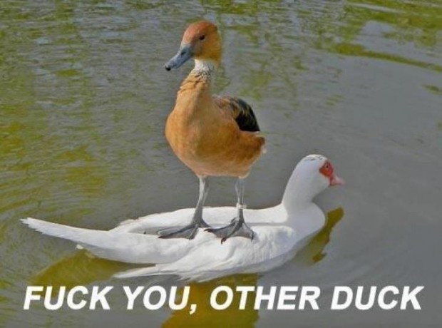 Funny Duck Meme Fuck You Other Duck Image