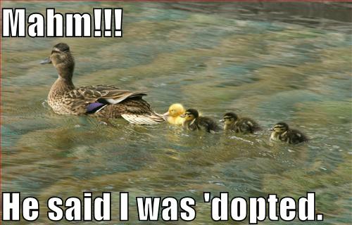 Funny Duck Meme He Said I Was Dopted Image