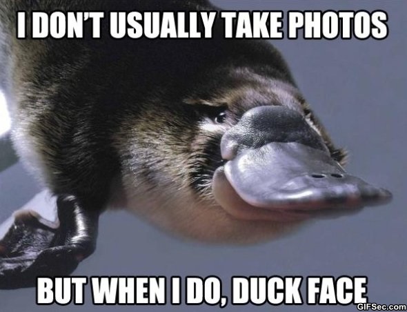 Funny Duck Meme I Dont Usually Take Photos