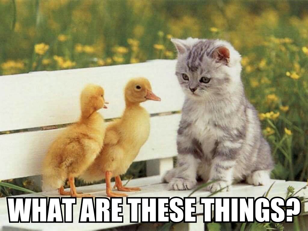 Funny Duck Meme What Are These Things Picture For Facebook