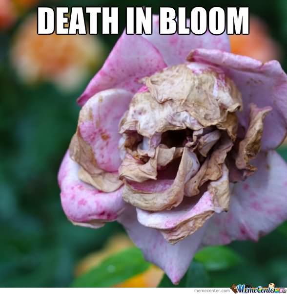 Funny Flower Meme Death In Bloom Picture