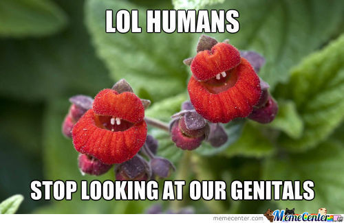 Funny Flower Meme Lol Humans Stop Looking At Our Genitals Image
