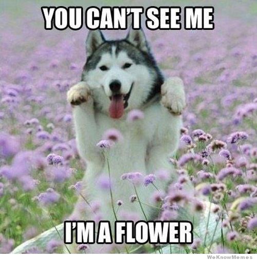 Funny Flower Meme You Can't See Me I Am Flower