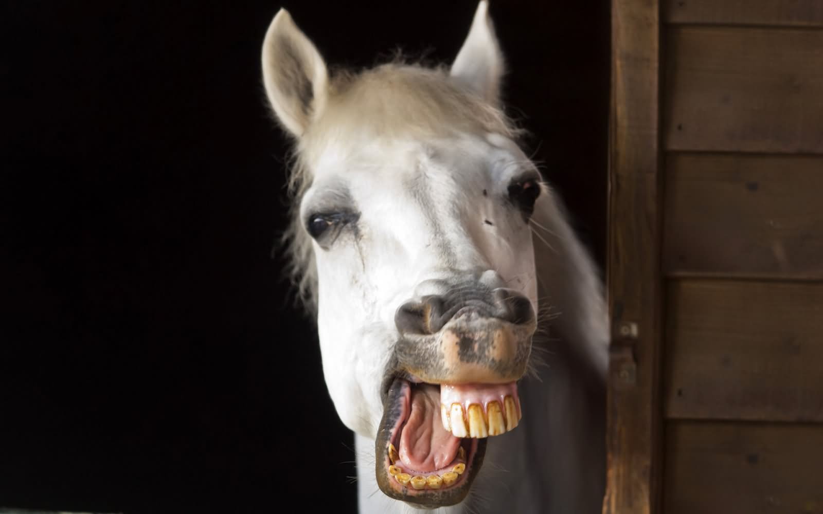 Funny Horse Face Picture