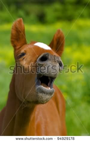 Funny Horse Laughing Face Expression Image