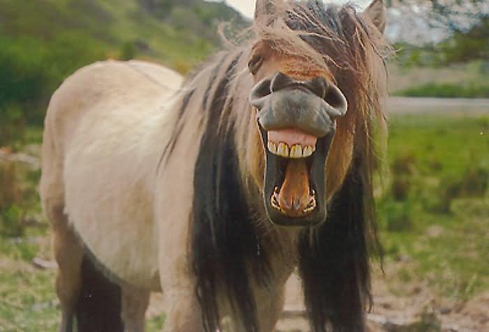 Funny Horse Laughing Face Picture