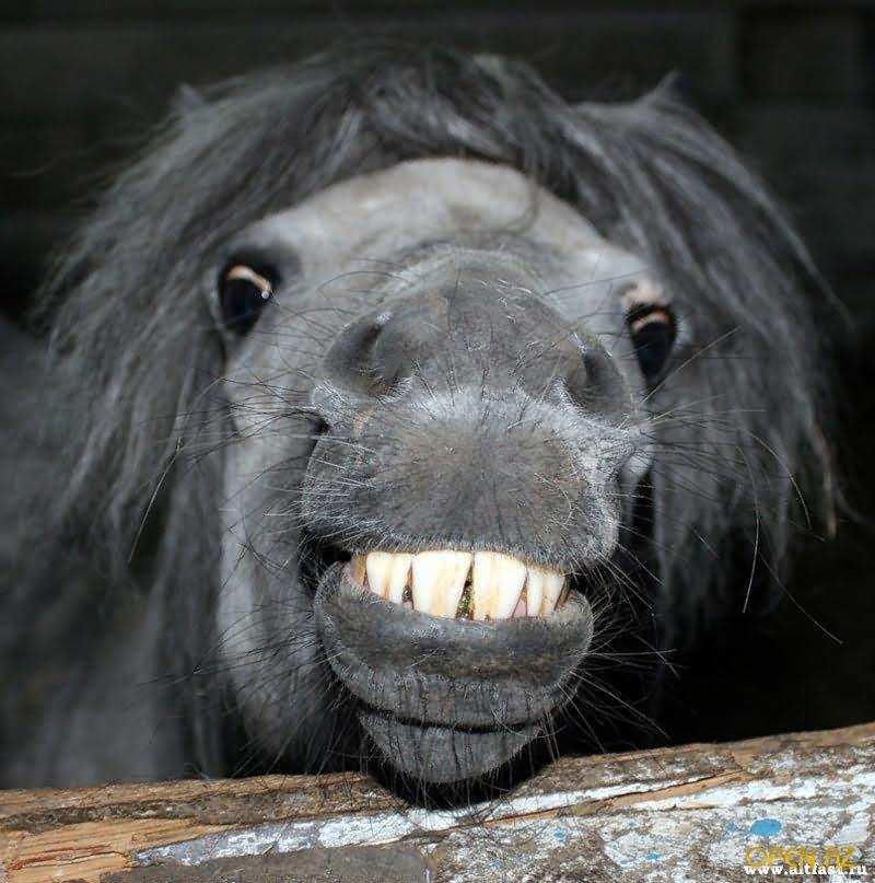 Funny Horse Showing Teeth Face