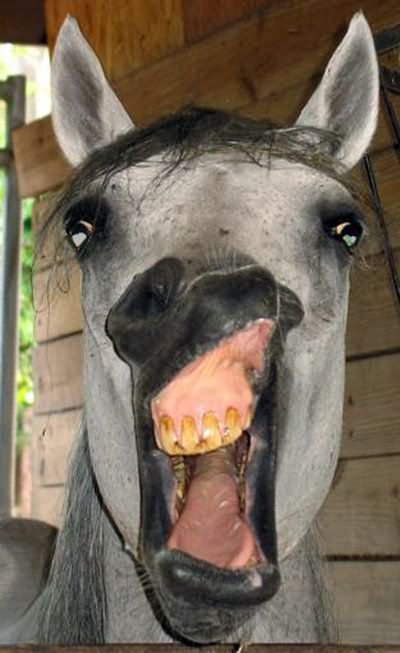 Funny Horse Weird Laughing Face Image