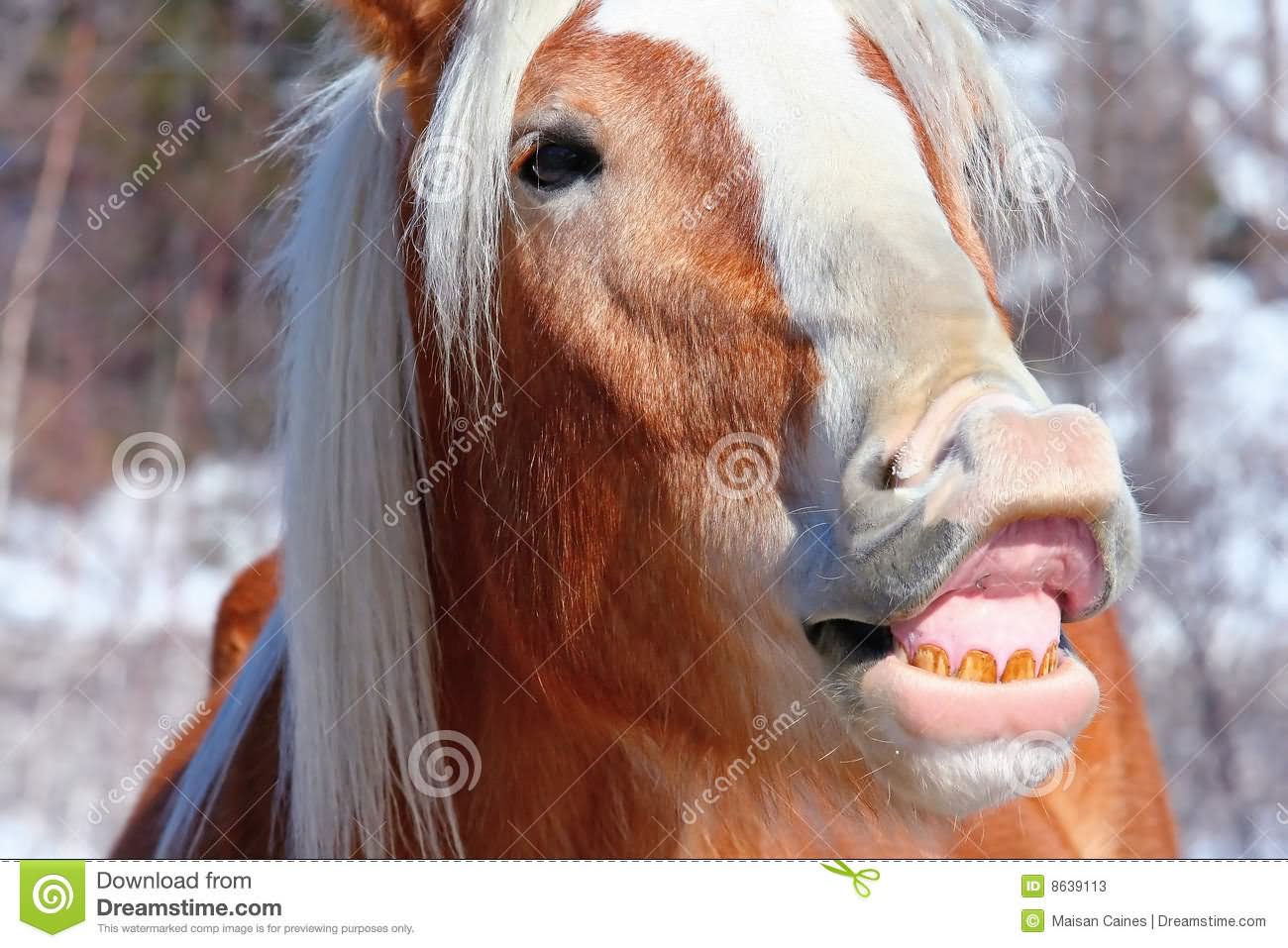 Funny Horse Weird Smiley Face Picture