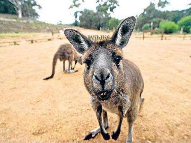 Funny Kangaroo Closeup Face Picture