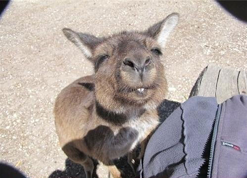 Funny Kangaroo Face Picture