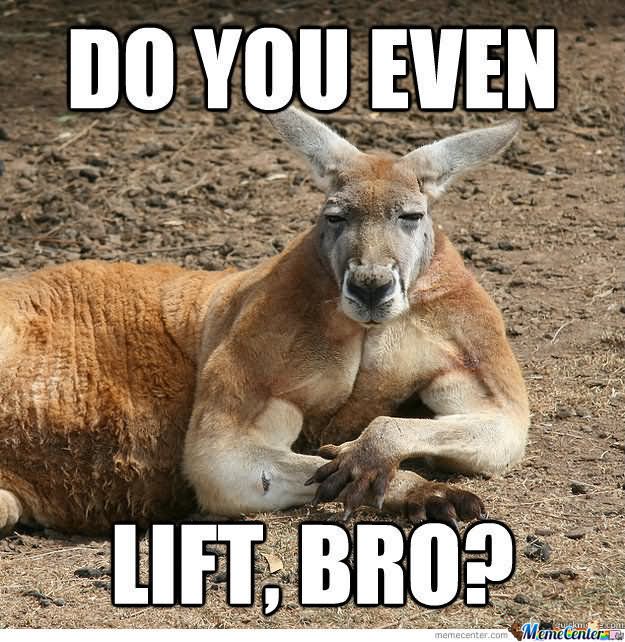Funny Kangaroo Meme Do You Even Lift Bro Image