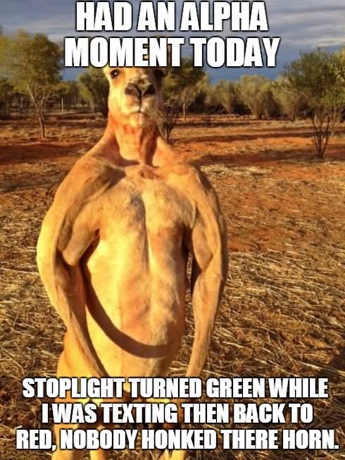 Funny Kangaroo Meme Had An Alpha Moment Today