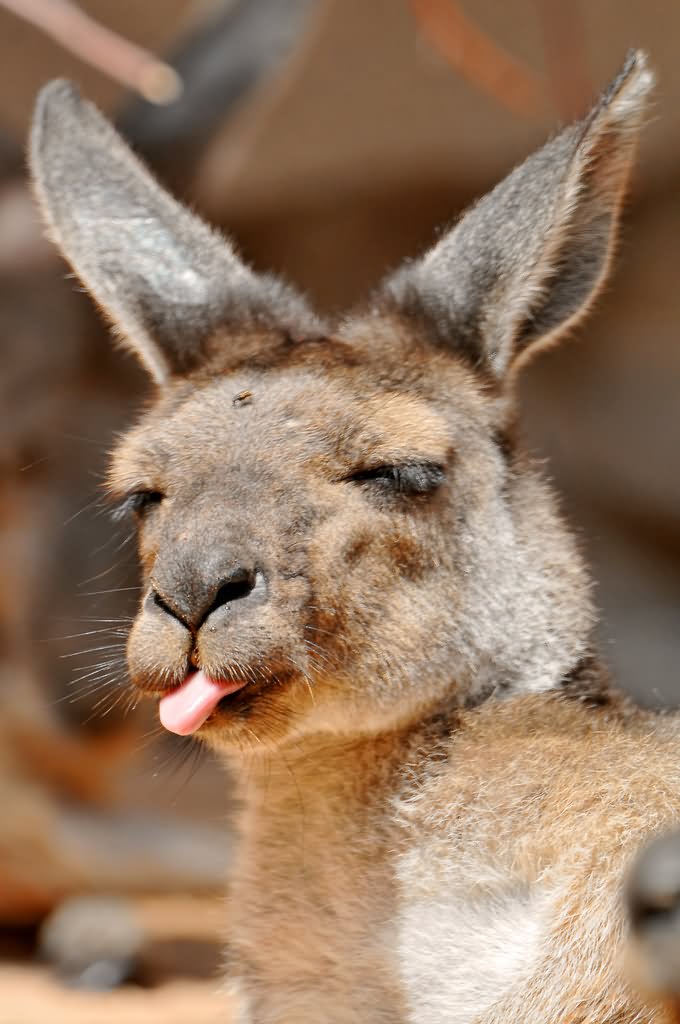 Funny Kangaroo Showing Tongue Face Picture