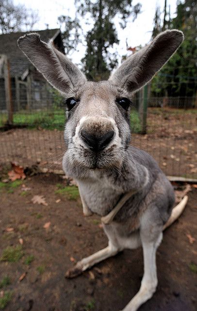 Funny Kangaroo Surprised Face Photo