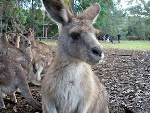 Funny Kangaroo Unhappy Face Picture