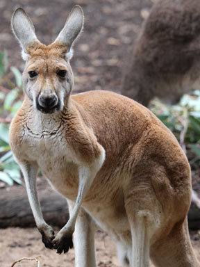 Funny Kangaroo With Sweet Smiley Face Picture