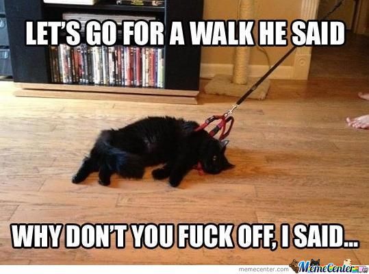 Funny Lazy Meme Let's Go For A Walk He Said Picture For Facebook